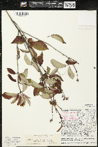 Cornus racemosa image