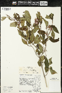 Cornus racemosa image