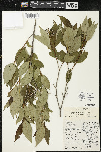 Cornus racemosa image