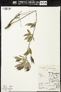 Cornus racemosa image