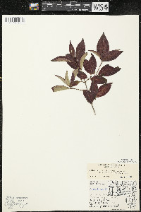 Cornus racemosa image