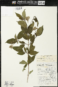 Cornus racemosa image
