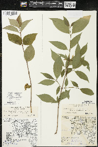 Cornus racemosa image