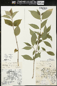 Cornus racemosa image