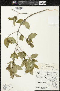 Cornus racemosa image