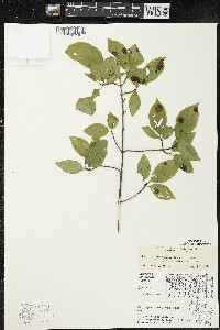 Cornus racemosa image