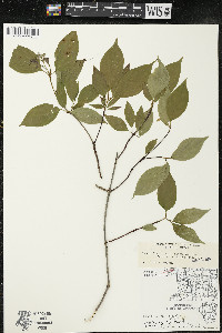 Cornus racemosa image