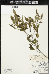 Cornus racemosa image