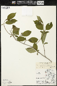 Cornus racemosa image