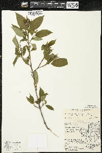 Cornus racemosa image