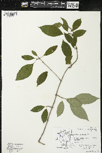 Cornus racemosa image