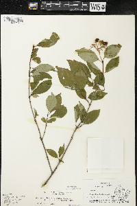 Cornus racemosa image