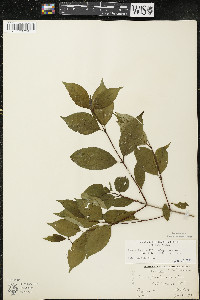 Cornus racemosa image