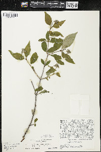 Cornus racemosa image