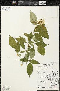 Cornus racemosa image