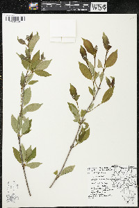 Cornus racemosa image