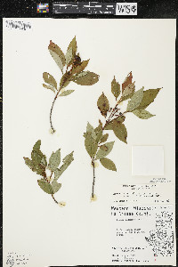 Cornus racemosa image