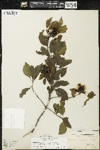 Cornus racemosa image