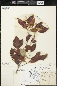 Cornus racemosa image