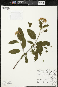 Cornus racemosa image