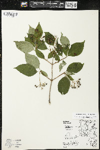 Cornus racemosa image