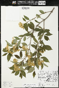 Cornus racemosa image