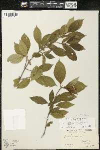 Cornus racemosa image