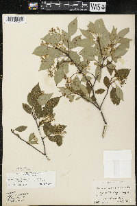 Cornus racemosa image