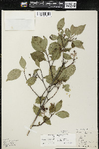 Cornus racemosa image