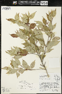 Cornus racemosa image