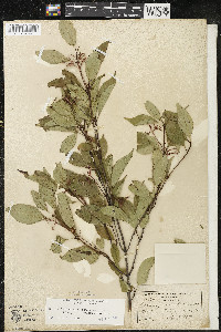 Cornus racemosa image