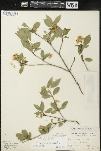 Cornus racemosa image