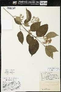 Cornus racemosa image