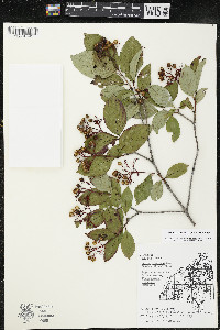 Cornus racemosa image