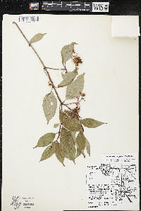 Cornus racemosa image