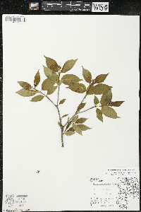 Cornus racemosa image