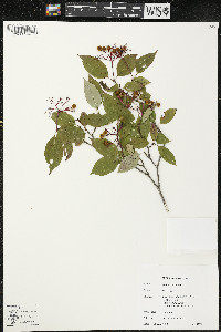 Cornus racemosa image
