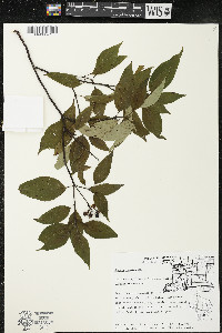 Cornus racemosa image