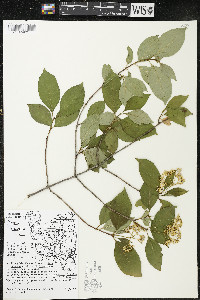 Cornus racemosa image