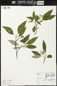 Cornus racemosa image