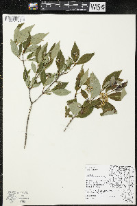 Cornus racemosa image