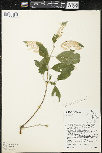 Cornus racemosa image