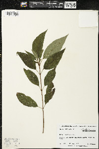 Cornus racemosa image