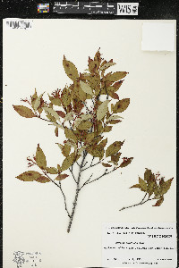 Cornus racemosa image