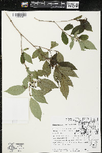 Cornus racemosa image