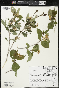 Cornus racemosa image