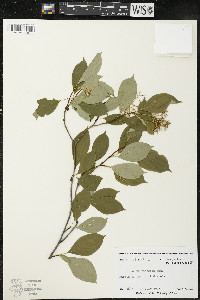Cornus racemosa image