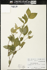 Cornus racemosa image