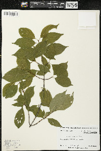 Cornus racemosa image