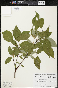 Cornus racemosa image